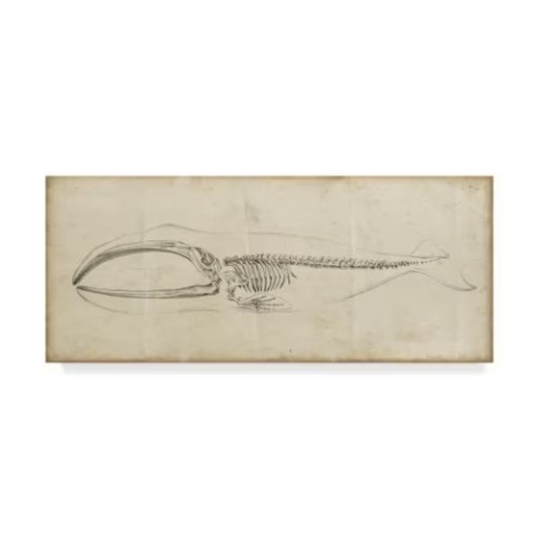 Ethan Harper 'Whale Study I' Canvas Art, 8x19, Trademark Fine Art, Mfr#: WAG01068-C819GG